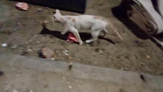 Meowing street cat febspot