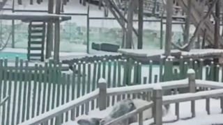 Can't believe it – pandas can hit the slopes with so much style! ????⛷️