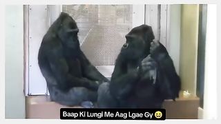 Funny Monkey Viral Video 67