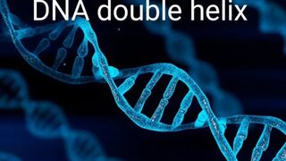 DNA double helix