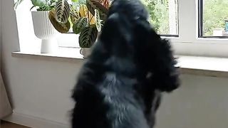cutedog trending dance