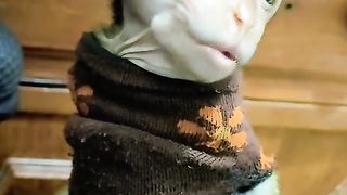 The cute monkey