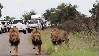 Funny Lion Viral Video 8