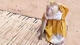 Miss monkey????????