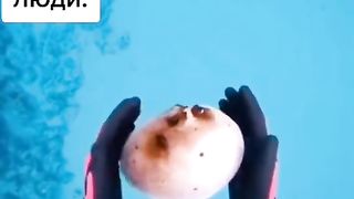 Рыба надувается чтобы ее не трогали и поведение людей при этом.
