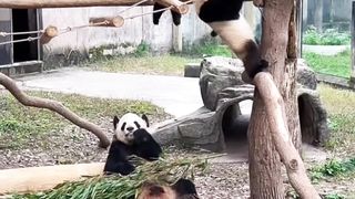 Panda baby's unique way of entertainment