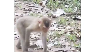 Funny Monkey Viral Video 68