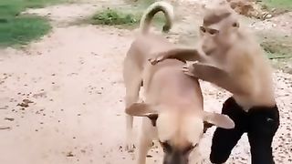 GUESS THE ANIMAL | funny dog and monkey