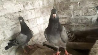 Blue pair pigeon chiks for flying