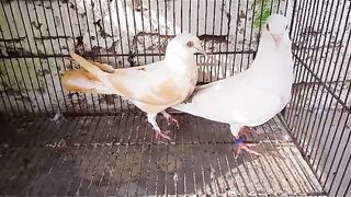 White makoy wahshi breeder pair pigeon beautiful