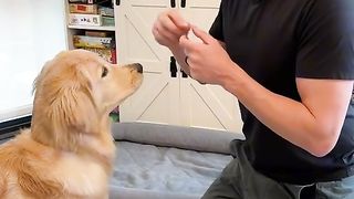 Tip for training your dog from Aaz