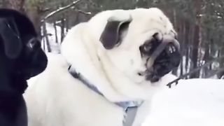 Funny Dog Viral Video 33