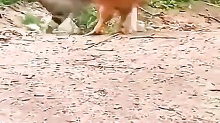 Funny Cat Viral Video 43