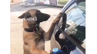 Funny Dog Viral Video 34