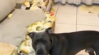 Приколи 537