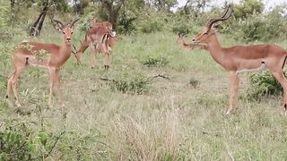 Impala Rams Fighting Copyright Free Animal Videos 2