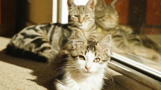 Best videos of 2023_Funny animals - Funny cats _ dogs - Funny animal videos