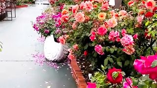 گل‌های زیبا