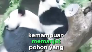 Fakta tentang panda