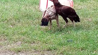 Two hens are Fighting