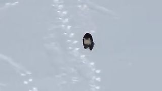 sliding animals