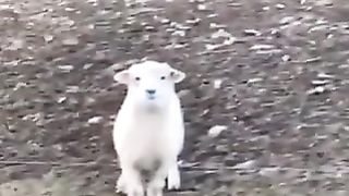 Only one sheep is lazy