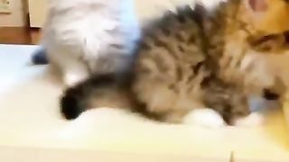 cute kitten with hairpin 4K#shorts#funnyvideo #cute #cat#petlover