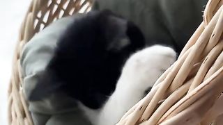 FUNNY CAT VIDEOS OF THE WEEK ????- So many cute kittens videos compilation
