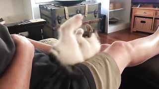 cat exercising