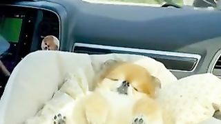 dog sleeping exhausted