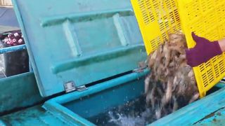 Shock scene！Live River Prawns Fishing, Grilled River Prawns-Aquatic food_衝擊的畫面！活跳泰國蝦捕撈, 鹽烤河蝦料理-水產美食
