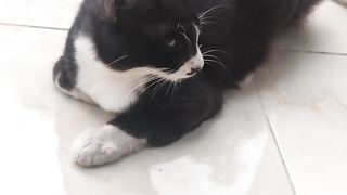 relax, black cat
