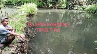 TILAPIA FARMING TIPID TIPS_ ALTERNATIVE FOODS for TILAPIA