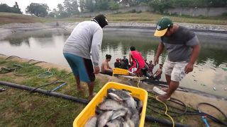 Tilapia Harvest sa Aming Family Farm! (Hacienda Azucena) _ Ramon Bong Revilla Jr. Vlogs