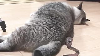 Kucing kaget