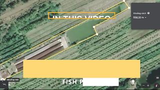 How to feed laying hens that harvest millions of eggs - Breeding chickens - Meat plants