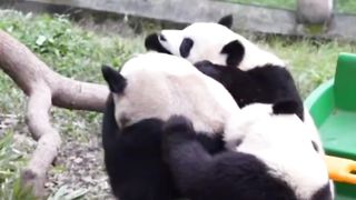 The panda mother's back is the playground for her cubs