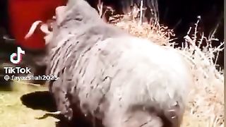 Funny Goat