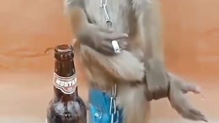 funny monkey 6