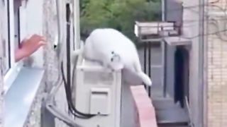 funny cat 87