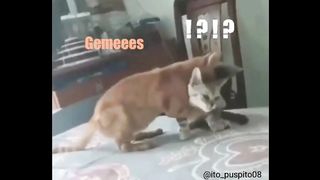 "Whiskers Unleashed: Chronicles of My Adorable Feline Duo, Orange and Black & White ????????????