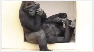 Funny Monkey Viral Video 69