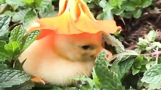 A chick who fell asleep wearing a flower