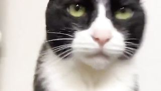 cat being played with