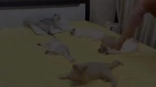 Cats playing on their owners