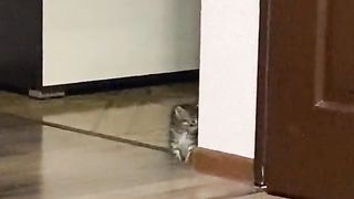 Kitten in the corner