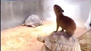 Capybara riding a turtle