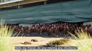 How To Raising Millions of Free Range Chicken For Eggs and Meat - Chicken Farmin