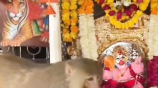 #mahaveer #sankatmochan  #monkey_praying monkey_