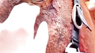 horse e
